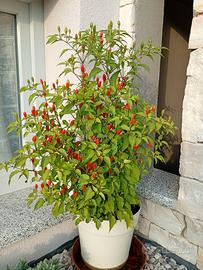 Piante peperoncino da cucina
