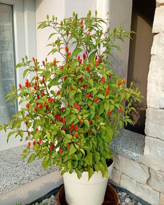 Piante peperoncino da cucina