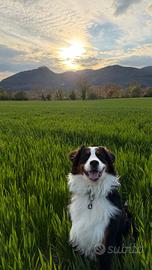 Cucciolone Bovaro Del Bernese