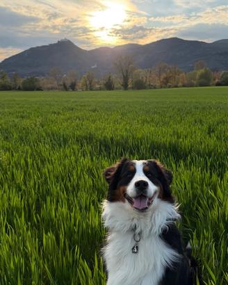 Cucciolone Bovaro Del Bernese