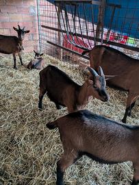 Capretti camosciati delle alpi
