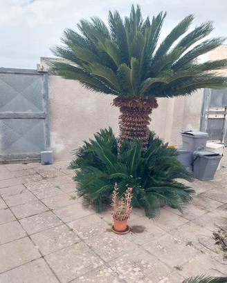  Cikas Lecce 