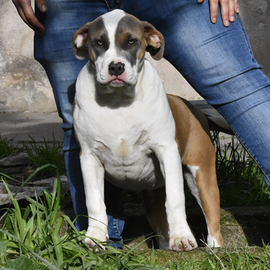 Cucciola di American Bully XL