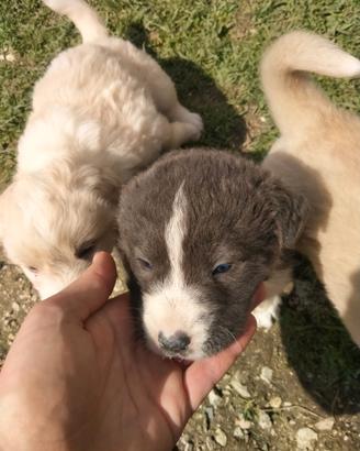 Cuccioli di Maremmano e Dog de bordeaux
