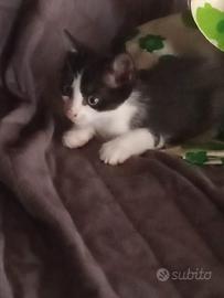 Gattino di 2 mesi molto dolce