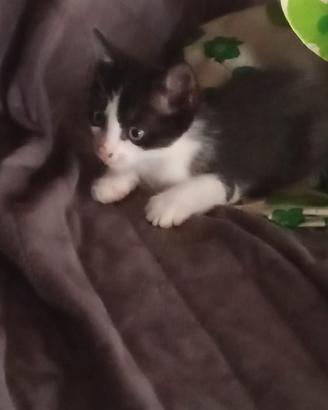 Gattino di 2 mesi molto dolce