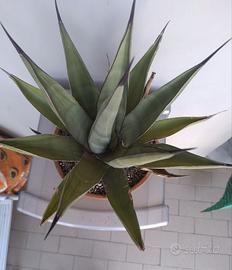 Agave rustica 