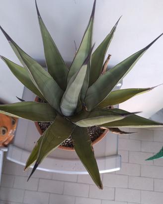 Agave rustica 