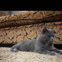 Gatto scotish straight per il abbinamento