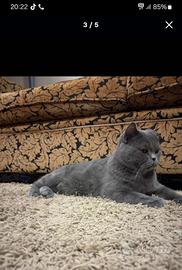 Gatto per abbinamento Scotish straight