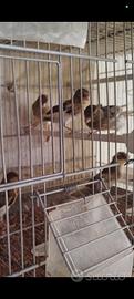 Vendita canari