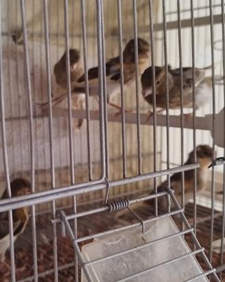Vendita canari