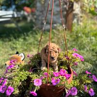 Barboncini Toy Pedigree enci