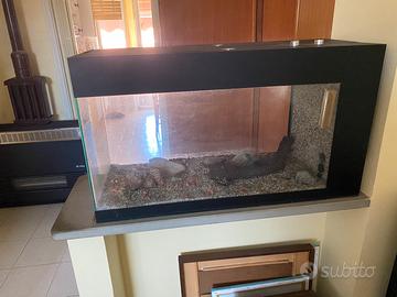 Acquario