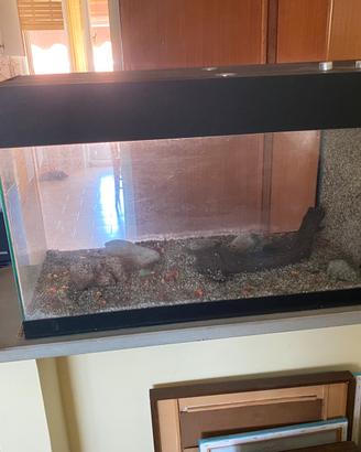 Acquario