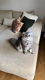 Gatto disponibile per monta razza scottish fold