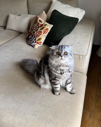 Gatto disponibile per monta razza scottish fold