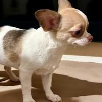 Cuccioli chihuahua