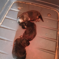 Cucciolata Pastore tedesco