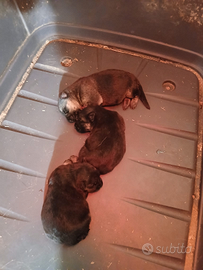 Cucciolata Pastore tedesco