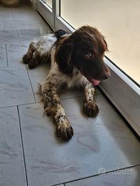Cucciolone razza springer spaniel in adozione