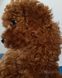 Barboncino Toy Red fulvo maschio