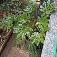 stupenda pianta Aralia alta 170