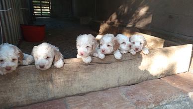 Lagotto Romagnolo