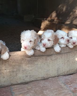 Lagotto Romagnolo