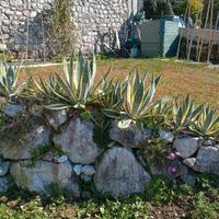 Pianta agave aloe di varie misure
