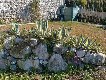 Pianta agave aloe di varie misure