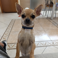 Chihuahua accoppiamento