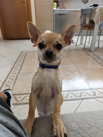 Chihuahua accoppiamento