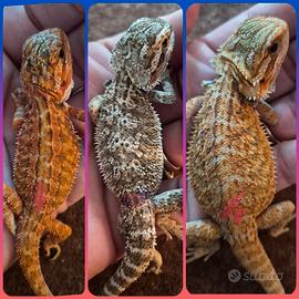 Pogona vitticeps. drago barbuto