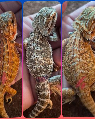 Pogona vitticeps. drago barbuto
