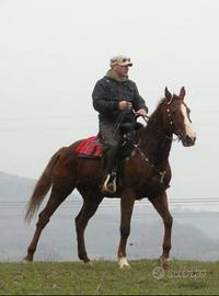 Doma e rieducazione cavallo con problemi comportam