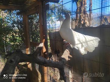 Colombe