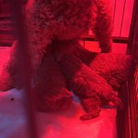 Cuccioli barboncini red