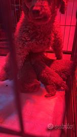 Cuccioli barboncini red