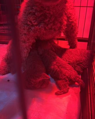 Cuccioli barboncini red