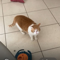 Diamo in buone mani una gatta