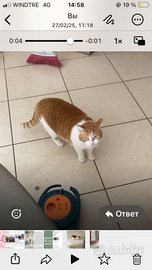 Diamo in buone mani una gatta