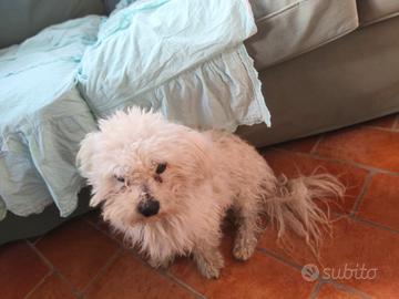 bichon frise maschio per accoppiamento 