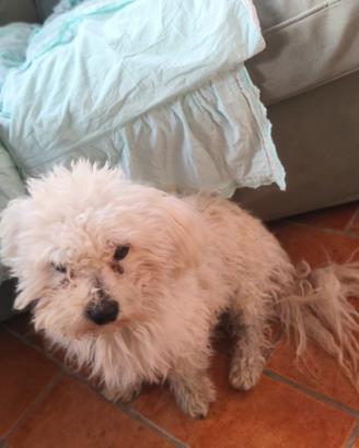 bichon frise maschio per accoppiamento 