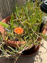 Talea di Pianta grassa fiore arancione