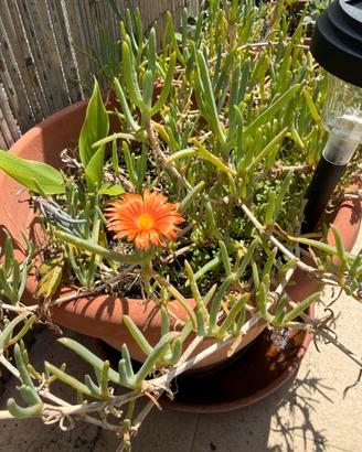 Talea di Pianta grassa fiore arancione