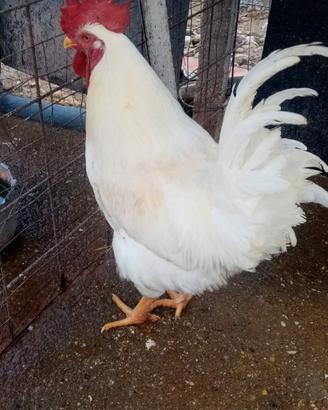 Gallo