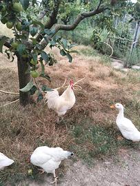 Gallo