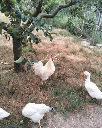 Gallo