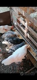 Gallina